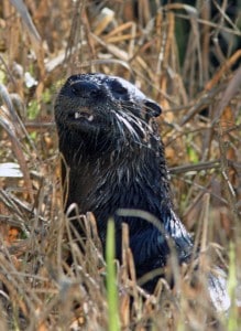 Photo by Tom Hodgson. River otter. 