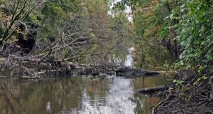 Photo by Tom Hodgson. Portage River willing with silt and downed tress.