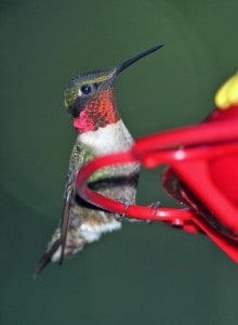 Photo by Tom Hodgson. Male hummingbird showing off his red throat.