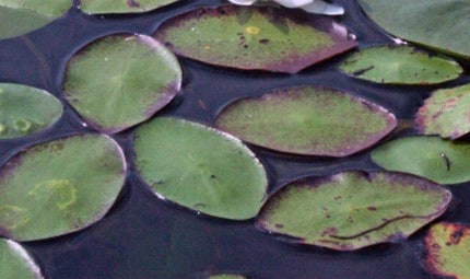 Brasenia water shield leaves.