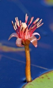 Close up of brazenia flower.
