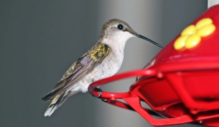Photo by Tom Hodgson. Female ruby throated hummingbird has a white throat.