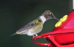 Photo by Tom Hodgson. Male hummingbird's throat appear blacks when viewed from the side. 