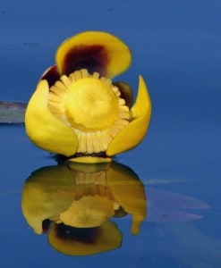 Spadder Dock yellow water lily.