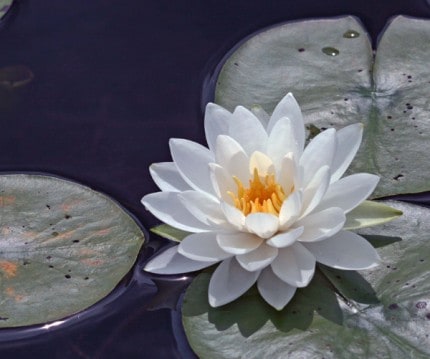 White water lily in bloom.