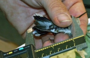 Birds are carefully measured. 