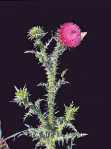 Photo by Tom Hodgson. Bull thistle plant in bloom.