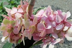 Bushel-Basket-flower-close-up-2