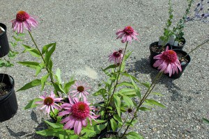 Bushel-basket-flower-close-up-4