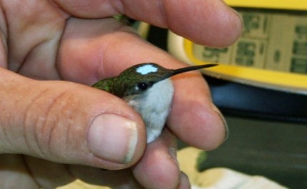 Female Hummingbird with blue dot applied to forehead.