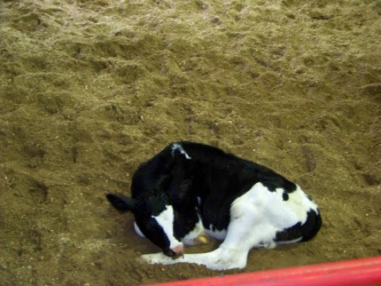Photo by Elizabeth Richardson. This calf was born overnight. 