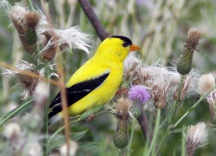Photo by Tom Hodgson. Male gold finch in the summer.