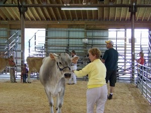 And they're off. Lisa shows Hope, the Brown Swiss, at Chelsea Community Fair.