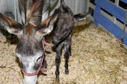 This little donkey can be found in the corner of the barn. The two belong to Reuben Lesser. 