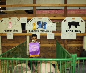 Tanner Trinkle and "Mister and Misses," his pair of grand champion pigs. 
