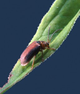 Photo by S. Schooler, Oregon State University. Black margined Loosestrife adult beetle. 