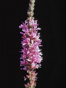 Photo by Tom Hodgson. Purple loosestrife blossoms.