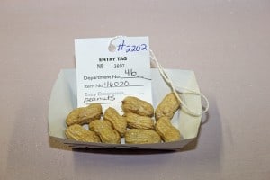 Here are my peanuts, which won first place as a farm crop and yes, there was competition.