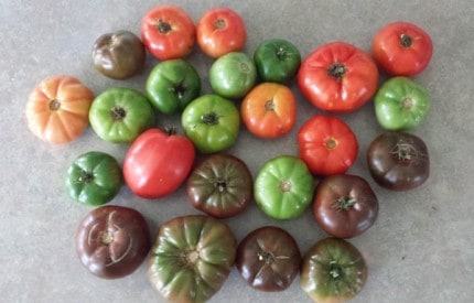 Photo by Jennifer Fairfield. Tomatoes.