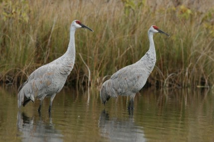 Crane pair after molting with gray plumage. 