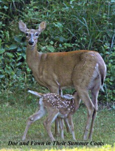 Deer and fawn in their summer coats.