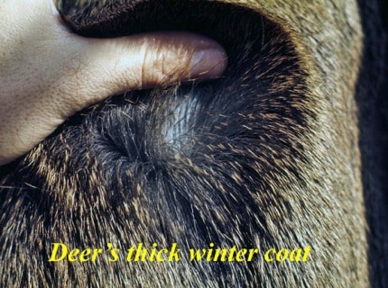 Deer's thick winter coat.