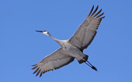 Flying crane with neck extended.