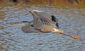 Great blue heron in flight with neck folded against chest. 