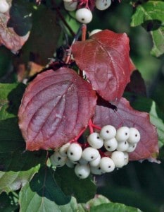 Photo by Tom Hodgson. Grey dogwood with berries. 