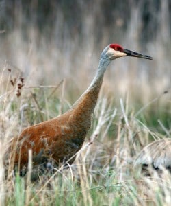 Crane in marsh with brown plumage.