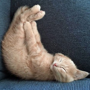 Courtesy photo. Turkey asleep with all four paws in the air. 