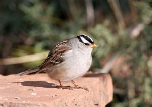 Photo by Tom Hodgson. White crowned sparrow.