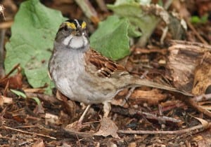 Photo by Tom Hodgson. White throated sparrow.