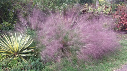 Purple Love Grass.
