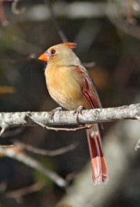 Photo by Tom Hodgson. Female cardinal. 