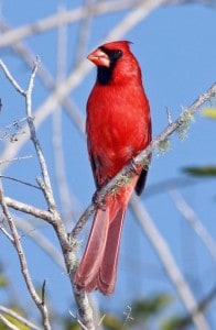 Photo by Tom Hodgson. Male cardinal.