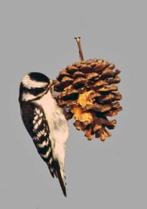 Photo by Tom Hodgson. Downy woodpecker on pine cone feeder.