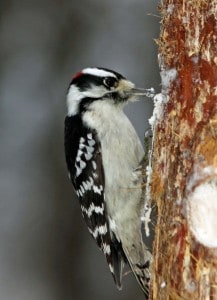 Photo by Tom Hodgson. Male downy woodpecker visits a homemade log suet feeder.