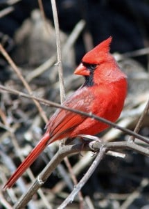 Photo by Tom Hodgson. Northern male cardinal.