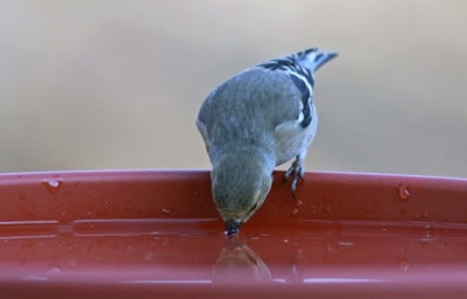 Photo by Tom Hodgson. Winter goldfinch gets a drink.