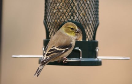 Photo by Tom Hodgson. Wintering goldfinch visits a tube feeder.