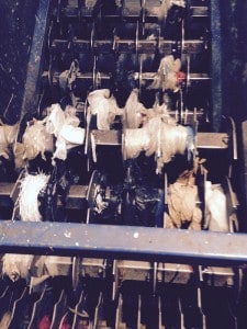 Courtesy photo. Plastic bags wound into the sorting line.