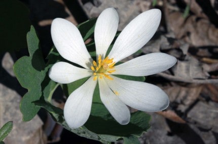 Photo by Tom Hodgson. Bloodroot.
