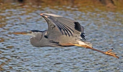 Photo by Tom Hodgson. Great blue heron in flight. 