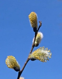 Maturing male flowers showing yellow pollen.