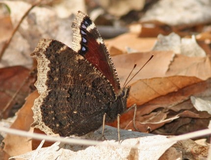 Photo by Tom Hodgson. Mourning Cloak butterfly.