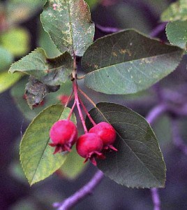 Photo by Tom Hodgson. Juneberries ripening,