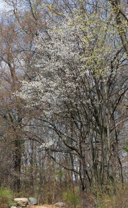 Photo by Tom Hodgson.  Serviceberry currently in bloom at the Discovery Center.
