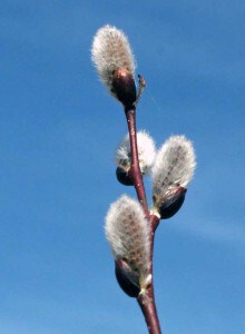 Photo by Tom Hodgson. Furry flower buds waiting to open.