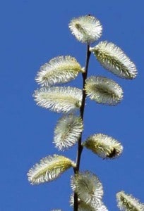 Photo by Tom Hodgson. Male pussy willow flowers that are spent because insects have removed all the pollen.